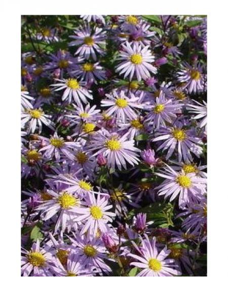 Aster ageratoides eleven purple